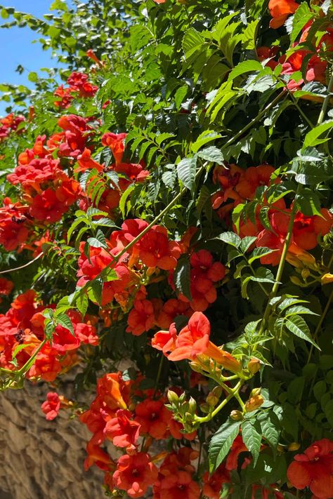 Add some color to your garden? Check out TN Nursery's trumpet vines for sale! These beautiful flowering plants will make a stunning addition to any landscape. Trumpet Vines, Vine Plants, Deer Resistant Perennials, Garden 2023, Long Blooming Perennials, Hummingbird Plants, Attract Hummingbirds, Pollinator Plants, Deer Resistant Plants