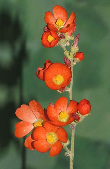 Desert  or Apricot Globemallow - Malvaceae (Mallow Family)  Sphaeralcea ambigua ssp. ambigua Globe Mallow Flower, Globemallow Tattoo, Oranges Reference, Desert Flowers Drawing, Desert Flowers Tattoo, Desert Mallow, Utah Flowers, Utah Plants, Globe Mallow