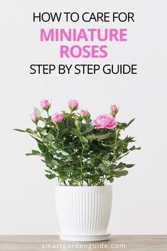 How To Grow Roses Indoors, How To Take Care Of Roses In A Pot, Roses Planting Tips, Miniature Roses Indoors, Roses Care Tips Gardening, Mini Rose Plant Care, Indoor Roses Houseplant, Roses Care Tips, Mini Rose Bush Care