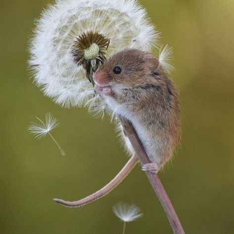 dormouse on a dandelion Door Mouse, Dandelion Photography, Harvest Mice, Field Mice, Dandelion Field, White Rat, Harvest Mouse, Photo Envelope, Mouse Photos