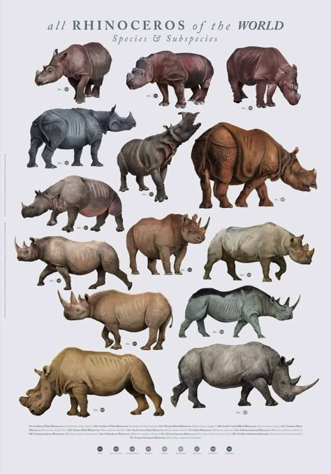 Rhino Species, Greyhound Statues, Animal Infographic, Pig Breeds, Exotic Mammals, Illustrated Poster, Prehistoric Wildlife, Writing Papers, Wild Animals Pictures