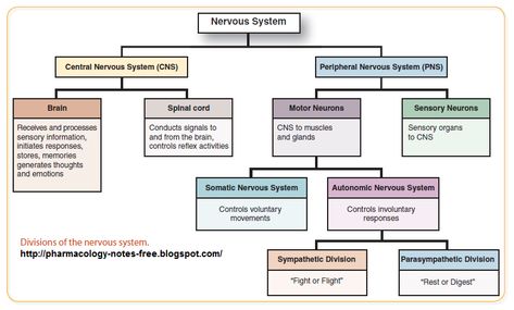 Energetic Anatomy, Nervous System Anatomy, Smooth Muscle Tissue, Brain And Spinal Cord, Study Sheets, Brain Nerves, Peripheral Nervous System, Psychology Studies, Dream Reality