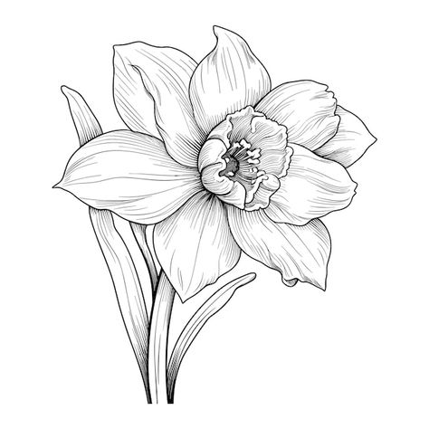 Hand drawn sketch daffodil flower illust... | Premium Vector #Freepik #vector #background #flower #flower-garden #style Dafadills Flowers Drawing, Daffodils Flower Tattoo, Daffodils Sketch, Daffodil Stencil, Dafodill Flowers Drawing, Daffodil Line Drawing, Flower Illust, Daffodil Drawing, Daffodil Flower Tattoos