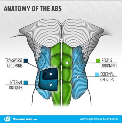 9 Things You Should Never Do On Ab Day Body Muscle Anatomy, Ab Day, Human Body Anatomy, Muscular System, Human Anatomy Drawing, Muscle Anatomy, Medical Anatomy, Abs Workout For Women, Body Anatomy