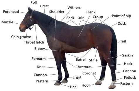 Poll Evil Parts Of A Horse, Pictures Of Horses, Secretariat Horse, Equine Veterinary, Horse Lessons, Horse Information, Horse Facts, Horse Info, Rasy Koni