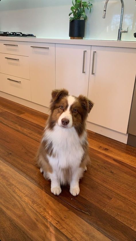 Brown Aussie, Red Aussie, Types Of Bellies, Dog Border Collie, Cute Border Collie, Border Collie Puppy, Aussie Shepherd, Very Cute Puppies, Aussie Puppies