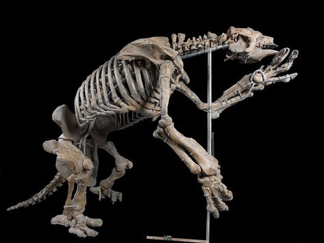 A Giant Sloth Mystery Brought Me Home to Georgia | At the Smithsonian | Smithsonian Giant Ground Sloth, Clawed Hands, Giant Sloth, Ground Sloth, Anatomy Studies, Leg Bones, Fossil Bones, Animal Anatomy, South Georgia