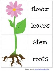 good vocabulary building, could even put a song to it to match head, shoulders, knees, toes. Gardening Preschool, دورة حياة النبات, Aktiviti Prasekolah, April Preschool, Plants Worksheets, Spring Lessons, Preschool Garden, Plant Activities, Plants Unit