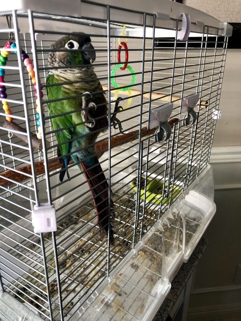 Green Cheek Conure Green Cheek Conure Cage Setup, Bird Enclosure, Conure Cage, Conure Bird, Green Cheek Conure, Activism Art, How To Potty Train, Conure Parrots, Birds For Sale