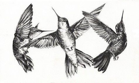 3 Hummingbirds in flight.....   Perfect trio....   Adding a touch of color.... Bird Arm Band Tattoo, Hummingbird Illustration, Hummingbird Drawing, Science Illustration, Arm Band Tattoo, Hummingbird Tattoo, Tattoo Arm, Scientific Illustration, Birds Tattoo