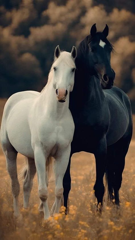 Black Horse And White Horse, Horse Beautiful Photography, Horses Pictures Photography, Black Horse Pictures, White And Black Horse, Black And White Horse Photography, Black And White Horses, White Horse Photography, Horses White