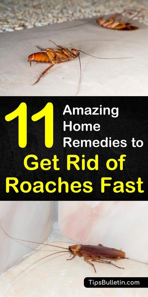 Learn the best home remedies to get rid of roaches fast with essential oils and vinegar in your apartment or in the house. Discover 11 DIY home remedies for killing roaches and insects naturally with borax. #killroaches #diy #roachtraps #cockroach Get Rid Of Roaches Fast, Home Remedies For Roaches, Roach Infestation, Kill Roaches, Ancient Remedies, Diy Pest Control, Household Pests, Common Knowledge, Diy Remedies