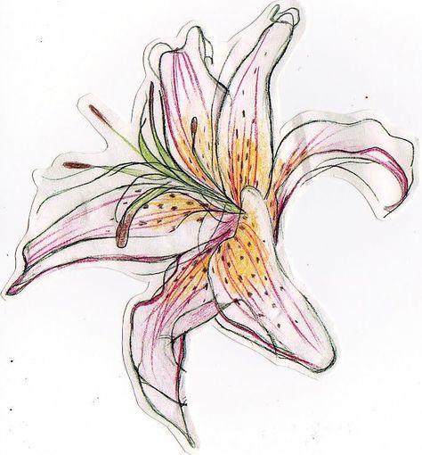 250+ Lily Tattoo Designs With Meanings (2020) Flower ideas & Symbols Day Lily Tattoo, 3d Flower Tattoos, Lily Tattoo Designs, Tiger Lily Tattoo, Lilly Tattoo Design, Lilly Flower Tattoo, Stargazer Lily Tattoo, Lily Tattoo Meaning, Name Flower Tattoo