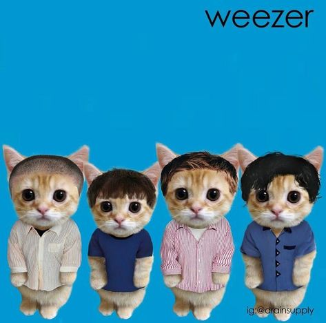 Weezer Christmas, Weezer Blue Album Cover, Weezer Pfp, Weezer Blue, Don Pollo, Rivers Cuomo, Cat Pfp, Mary Tyler Moore, Buddy Holly