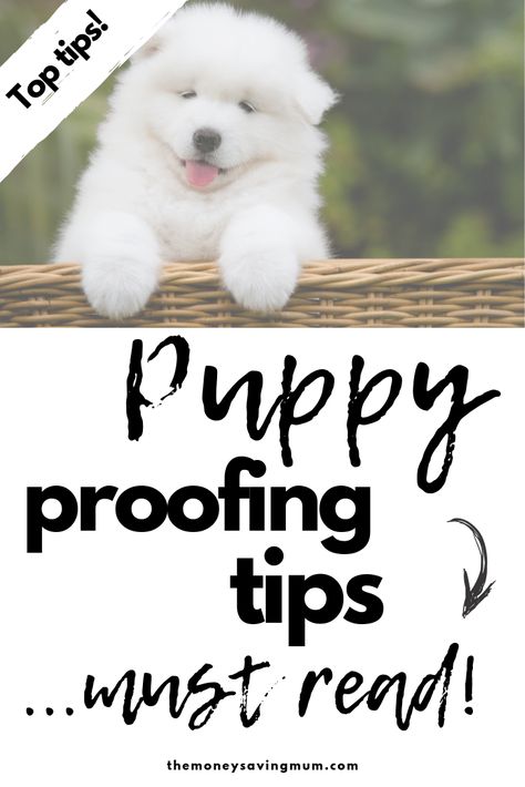 How to keep a tidy and clean house when you have a dog. Cleaning tips, tricks and ideas for pet owners trying to dog proof and puppy proofing a home.  Things you need to know before you bring home a new puppy! Puppy Proofing House Ideas, Puppy Proofing House, Cleaning Tips Tricks, Dog 101, Puppy Tips, Puppy Ideas, Apartment Dogs, Puppies Tips, Puppy Proofing