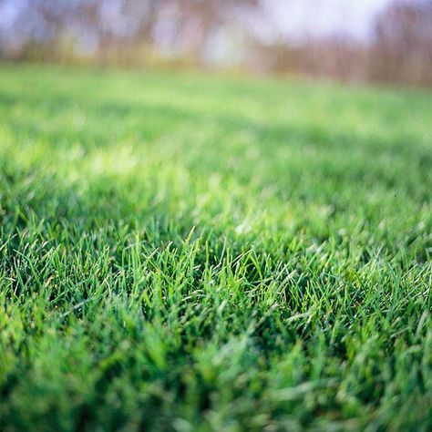 How to Repair Your Lawn Reseeding Lawn, Mowing Strip, Lawn Renovation, Lawn Problems, Organic Lawn Care, Lawn Repair, Lawn Care Tips, Lawn Maintenance, Have Inspiration