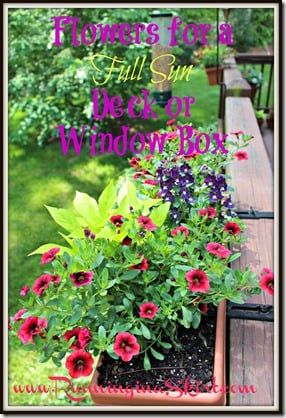 Flowers suggetions and ideas for a Full Sun Deck or Window Box - easy to find options and design!/ Running in a Skirt Full Sun Planters, Planter Boxes Flowers, Deck Railing Planters, Gemüseanbau In Kübeln, Sun Window, Full Sun Flowers, Window Box Plants, Deck Planters, Window Box Garden