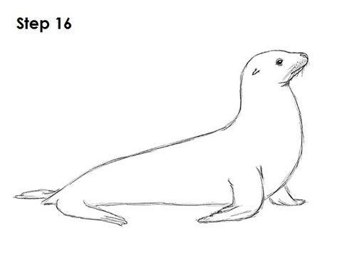 Seal Drawing 16 Sealions Drawing, Sea Lion Tattoo, Seal Drawing, American Flag Drawing, Alpaca Drawing, Seal Tattoo, Lion Sketch, Lion Drawing, Animal Templates