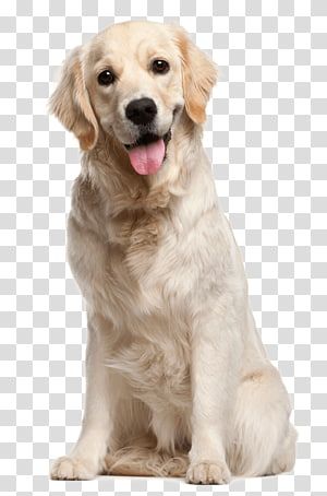 Yellow Labrador Retriever, Dog Wash, Labrador Retriever Puppies, Yellow Labrador, Goldendoodle Puppy, Purebred Dogs, Poodle Puppy, Brown Dog, Dog Daycare