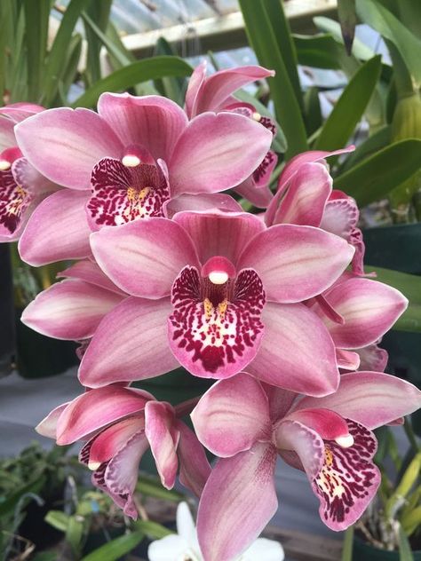 Boat Orchid, Cymbidium Orchid, Types Of Orchids, Rare Orchids, Orchid Plant, Growing Orchids, Exotic Orchids, Orchids Garden, Cymbidium Orchids