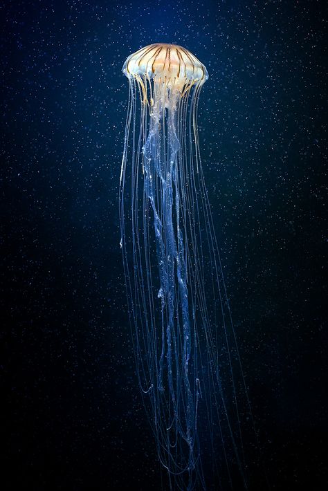 By Archangel8514 This jelly fish reminds me of the galaxy paintings I so often like to do. Maybe try to shift of a deep sea theme and possibly morph the galaxy with the sea. Such as having a galaxy setting but with a big blue whale. Luminescent Jellyfish, Diy Jellyfish, Jellyfish Photography, Jellyfish Drawing, Regnul Animal, Cnidaria, Pretty Fish, Jellyfish Tattoo, Air Tawar