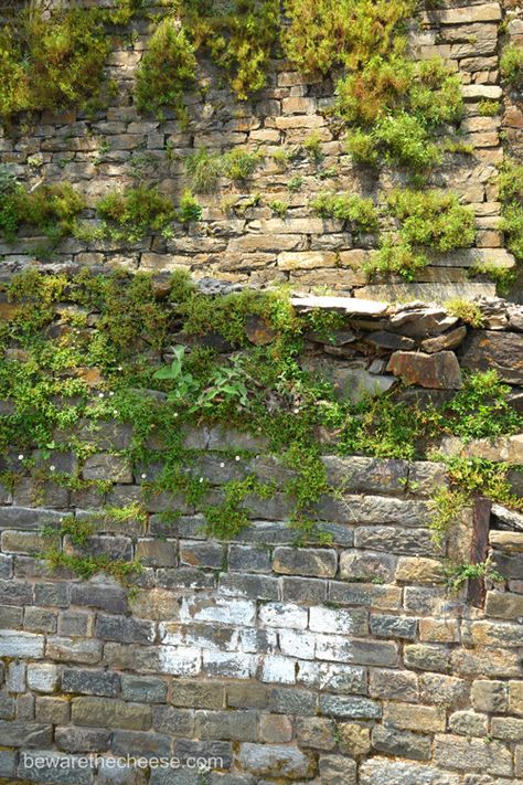 Brick wall with weeds growing through it. - www.bewarethecheese.com Moss Covered Building, Ivy On Stone Wall, Moss On Brick Wall, Overgrown Brick Wall, Mossy Brick Wall, Brick Wall With Vines, Transformative Justice, Textile Sketchbook, Aesthetic Mystery