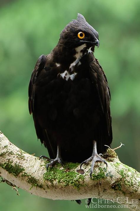 Bat Hawk (Machaeramphus alcinus) photographed by Chien C Lee in Bukit Sarang National Park, Sarawak, insular Malaysia. Bat Hawk, Creature Reference, Raptors Bird, Rare Animals, The Wing, Birds Of Prey, Bird Species, Exotic Pets, Beautiful Creatures