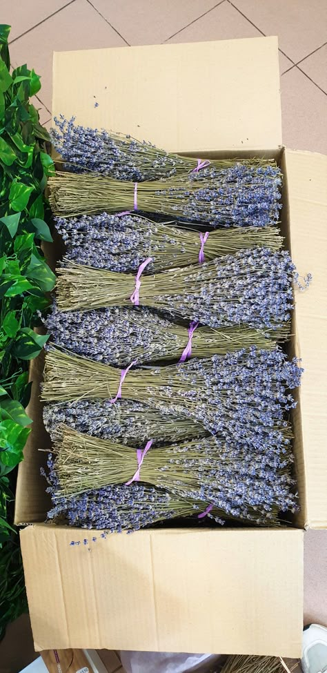 Dried lavender bundles OWN  harvest 2024,  100 % natural product of high quality. Grade  A  hand-picked, naturally dried, retaining the original beauty of the flowers. 💜One Lavender bunch is between 200-250 stems, each weighing 40-60 grams and 30cm-35cm long. Is 100% natural product of high quality. grade A Used in a variety of decorative arrangements, as well as can be used in the kitchen. 💜Ideal for Wedding decoration and Bouquet - lavender bouquets smell amazing and have a great purple colo Lavender Wedding Decorations, Lavender Centerpieces, Lavender Wedding Theme, Lavender Wedding Bouquet, Lavender Shampoo, Lavender Crafts, Lavender Decor, Lavender Lotion, Home Wedding Decor