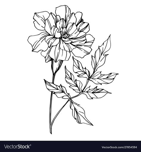 Mary Gold Flower Drawing, Marigold Tattoo Outline, Marigold Flower Drawing Simple, Marigold Flower Outline, Marigold Fine Line Tattoo, Marigold Line Drawing, Simple Marigold Tattoo, Marigold Tattoo Design, Marigold Embroidery