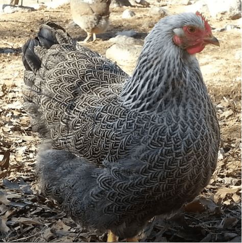 Top 12 Utterly Bizarre Chicken Breeds | PetHelpful Australorp Chicken, Heritage Chicken Breeds, Chicken Enclosure, Heritage Chickens, Chicken Tractors, Fancy Chickens, Plymouth Rock, Raising Goats, Chicken Garden