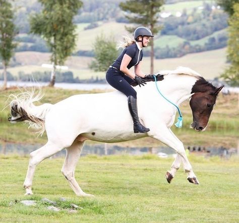 Warmblood Horses Jumping, Horse Riding Aesthetic, Bareback Riding, Warmblood Horses, Horse Riding Outfit, Show Jumping Horses, Horse Riding Equestrian, Horse Camp, English Horse