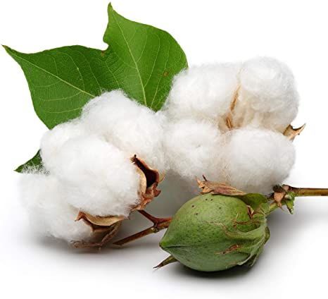 White Cotton 25 Seeds - Gossypium Hirsutum Cotton Plant, Easy Grow Perennial Shrub Upland Cotton, Winter Hardy Showy Flowers Plants, Mexican Cotton Seeds for Growing Cotton Boll, Cotton Plant, Perennial Shrubs, Clean Candle, Cotton Swabs, Cotton Buds, Tree Seeds, Clean Cotton, Beach Blanket