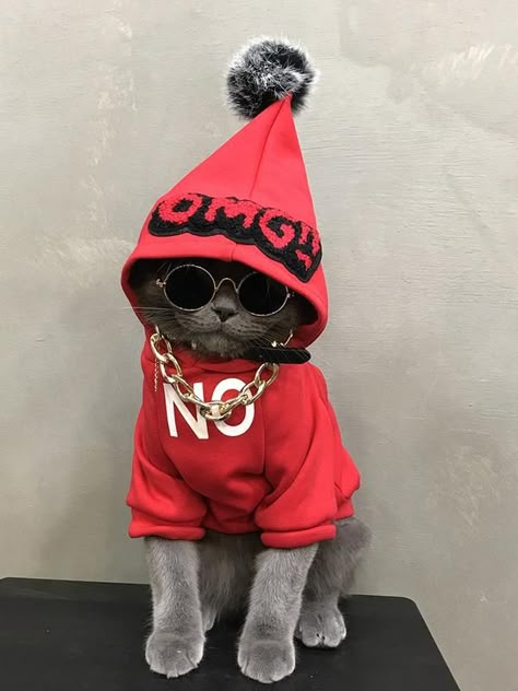 Street Style Cat Red Cotton Hoodie Fluffy Ball With Gold Chain Costume | Pawsmeme Cats In Hoodies, Kittens In Costumes, Beautiful Cats Pictures, Cute Cat Wallpaper, Cat Fashion, Red Cat, Cat Photography, Cute Kittens