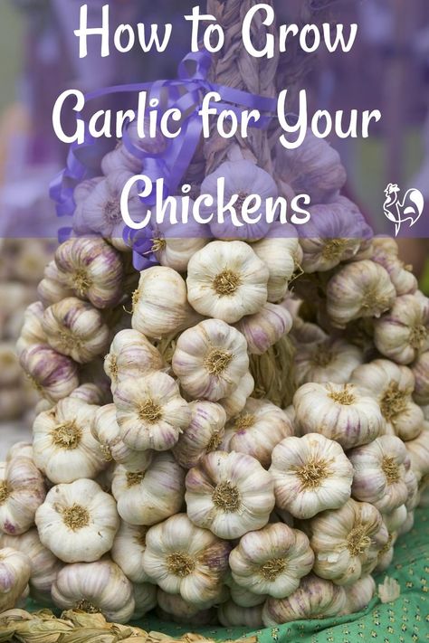 Garlic For Chickens, What To Plant For Chickens, Plants To Grow For Chickens To Eat, Plants To Grow In Chicken Coop, Garden For Chickens, Plants Safe For Chickens, Plants Chickens Like To Eat, Chicken Brooder Ideas, Plants For Chickens