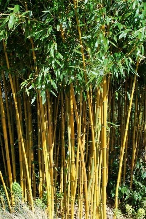 Phyllostachys aurea, Golden Bamboo, Zone 7, H:25', S:20-40' Phyllostachys Aurea, Bamboo Plant Care, Plant Palette, Maidenhair Tree, Shrubs For Privacy, Growing Bamboo, Japanese Style Garden, Golden Bamboo, Sky Tower