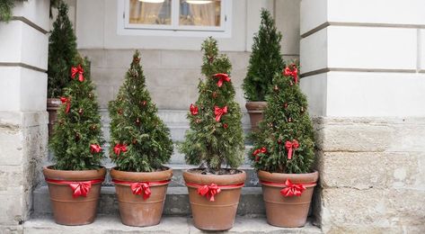 Holiday Decor Trends, Winter Container Gardening, Garden Center Displays, Outdoor Christmas Planters, Tiny Christmas Trees, Christmas Decor Trends, Potted Christmas Trees, Simple Holiday Decor, Privacy Trees