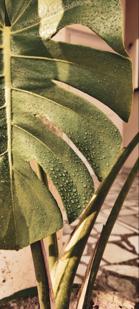 Nature Mobile, Mood Images, Minimal Wallpaper, Plant Wallpaper, Plant Aesthetic, Monstera Deliciosa, Minimalist Wallpaper, Iphone Background Wallpaper, Cute Wallpaper Backgrounds