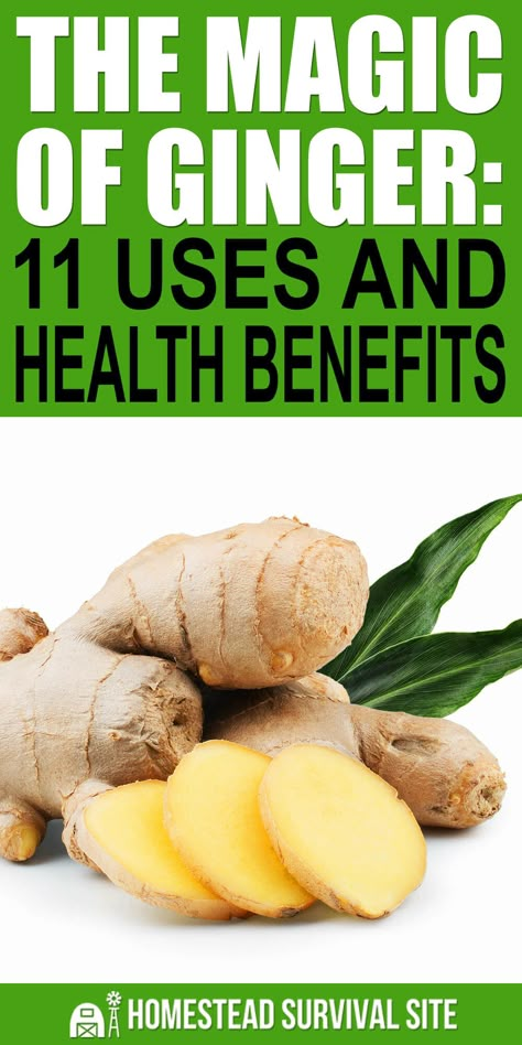 Vegetables Pizza, Ginger Uses, Tea For Colds, Herbal Oils, Benefits Of Ginger, Anti Inflamatory, Growing Ginger, Health Benefits Of Ginger, Evaluation Form