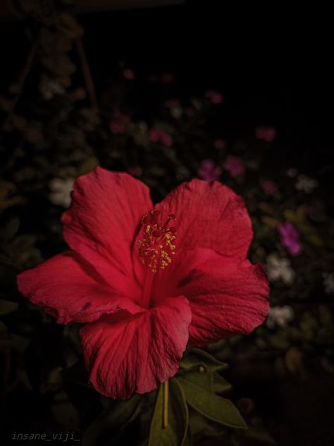 Dark Hibiscus Flower, Hibiscus Flower Pfp, Pink Hibiscus Flower Aesthetic, Habisquis Flower, Hibiscus Pfp, Hibiscus Flower Aesthetic, Black Hibiscus, Red Hibiscus Flower, Flower Hibiscus