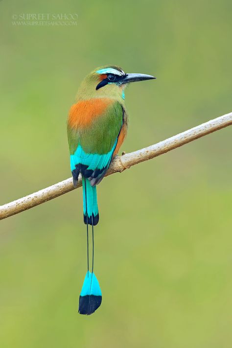 Turquoise-Browed Motmot Costa Rica Wildlife, Red Eyed Tree Frog, Photo Animaliere, National Animal, Most Beautiful Birds, Most Beautiful Animals, Colorful Bird, Colorful Animals, Bird Pictures