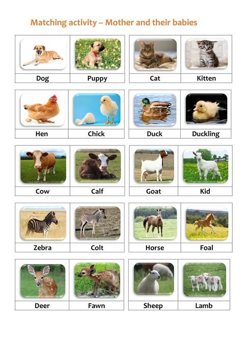 Animals And Their Young Ones, Young Ones Of Animals, Animal Matching Game, Animal Pictures For Kids, Mother And Baby Animals, Farm Animals Preschool, Farm Animals Activities, Farm Theme Preschool, Animal Lessons