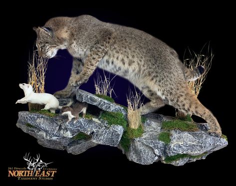 Bobcat Mount, Mounted Bobcat Taxidermy Bobcat Taxidermy, Bobcat Mounts, Taxidermy Display, Taxidermy Mounts, Taxidermy Art, Big Game, Taxidermy, Display Ideas, Rocky Mountains