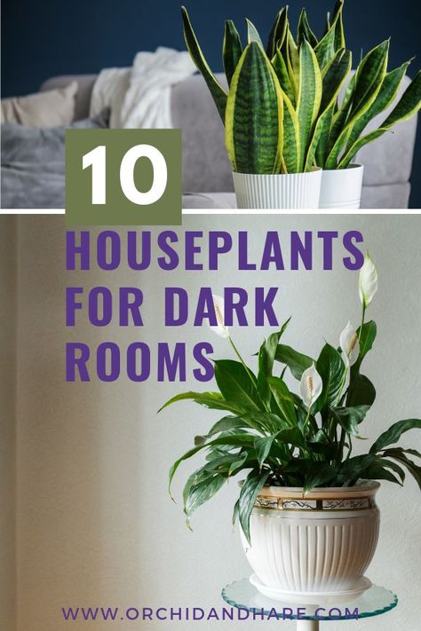 10 BEST House Plants for Dark Rooms - Find out which are the best indoor plants for low light conditions (like when there is no sunlight). These plants (like the Peace Lily) thrive in planters or pots (just make sure you water them!). Bring some green leaves and flowers into your home today with these houseplants. Plants For Dark Rooms, Indoor Plants For Low Light, Plants For Low Light, Best House Plants, Low Light House Plants, Indoor Plants Low Light, Dark Rooms, Houseplants Low Light, Easy House Plants