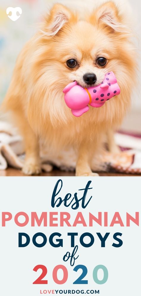 Toy Pom, Puppy List, Pom Dog, Puppy Time, Of Challenge, Best Dog Toys, Puppy Accessories, Puppy Supplies, Dog Info