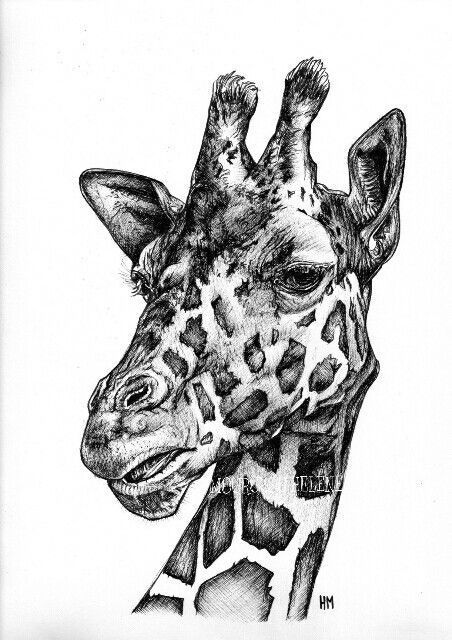 Unlock Your Artistic Potential: Master the Art of Pencil Drawing click to learn more... Pen Art Work Illustrations, Biro Drawing, Giraffe Drawing, Pen Art Work, Eagle Painting, Pencil Drawings Of Animals, Animal Drawings Sketches, Woodburning Projects, Pen Art Drawings