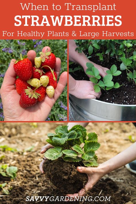 When To Plant Strawberries, Plant Strawberries, Strawberry Harvest, Strawberry Runners, Strawberry Bush, Strawberry Beds, Canned Strawberries, Strawberry Plant, Urban Homestead