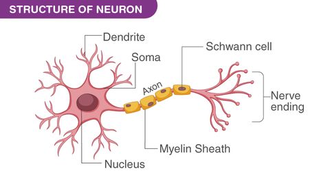 Neurons Physiological Psychology, Chemical Synapse, Neuron Structure, Gap Junction, Types Of Neurons, Cycle Stand, Types Of Muscles, Sistem Saraf, Motor Neuron