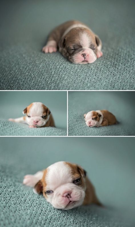 Newborn Puppies Photography, Newborn Puppy Photography, Puppies Photoshoot Ideas, Newborn Puppy Pictures, Newborn Puppy Photoshoot Ideas, Puppy Photography Ideas, Puppies Photoshoot, Puppy Photoshoot Ideas, Pfps For Tiktok