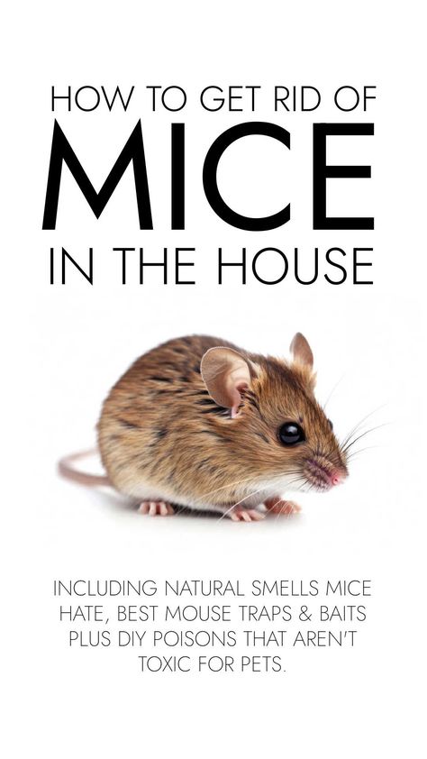 Get rid of mice in the house with natural smells mice hate, the best mouse traps and baits PLUS DIY poisons that aren't toxic for pets. Diy Mice Repellent Homemade, Natural Mice Repellent, Homemade Mouse Trap, Get Rid Of Mice In House, Mice Repellent How To Get Rid, How To Get Rid Of Mice In The House, Home Remedies For Mice, Best Mouse Trap Bait, Diy Mice Repellent