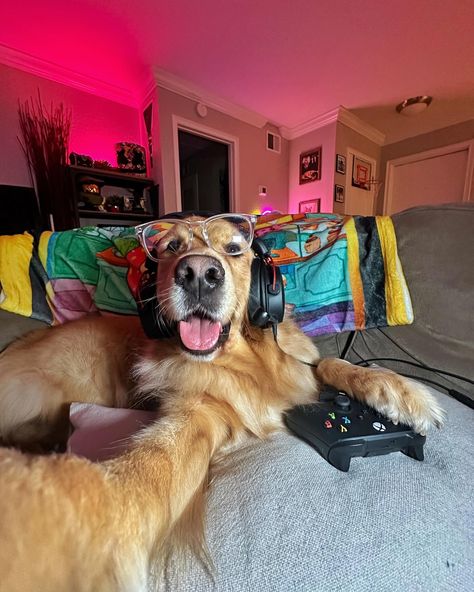 Can’t talk right now, gaming with the boys 🎮 #dogsofinstagram #xbox #cutedog #funnydog #gamer #dogs #goldenretriever #dogselfies Dog Breeds For Families, Scottish Terrier Puppy, Smart Dogs, Dogs Images, Discord Profile, Funny Puppy, Cute Dogs Images, Super Cute Puppies, Dog Games